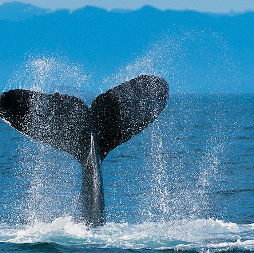 Therese Johnson Photo 25