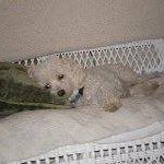 Deborah Rasmussen Photo 19