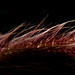 Frances Grass Photo 12