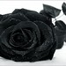 Samantha Black Photo 11