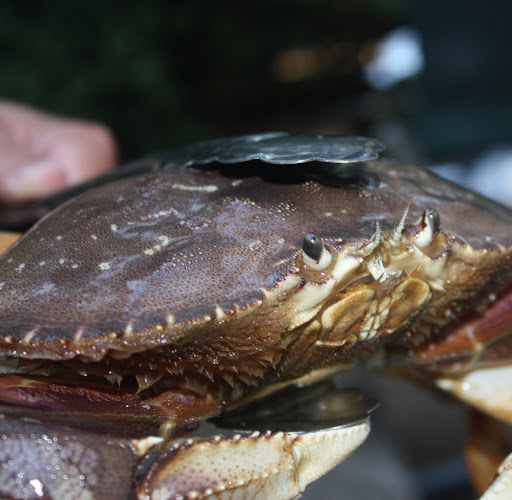 Sam Nicholas Photo 4