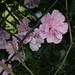 Sharon Link Photo 26