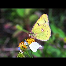 Mark Wang Photo 33 Mark Wang Photo 33