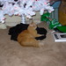 Robert Clemons Photo 17