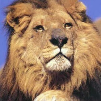 Stanley Harrison Photo 26