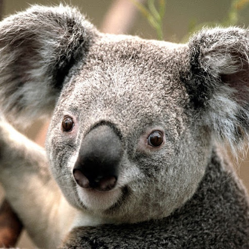 Catherine Shuler Photo 12