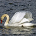 Jack Swan Photo 11