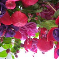 Vickie Peterson Photo 31