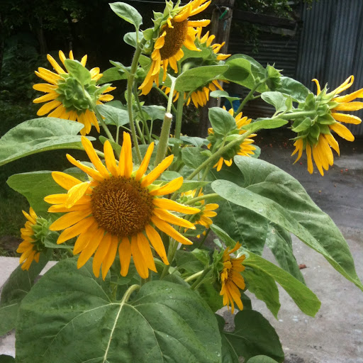 Nanci Montgomery Photo 5