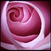 Rose Cory Photo 5