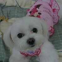 Shu Huang Photo 28