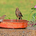 Susan Bird Photo 23
