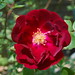 Janette Rose Photo 29