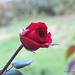 Michael Scharf Photo 11