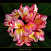 Sally Summer Photo 16