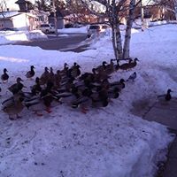 Marilyn Stevens Photo 12