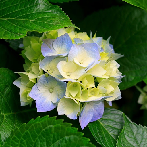 Rachel Barton Photo 12