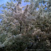 Cherry Johnston Photo 9