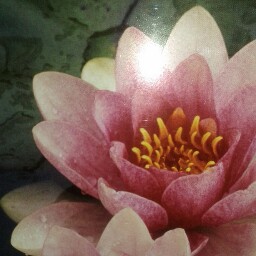 Sandra Chandler Photo 24