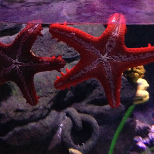 Robin Braun Photo 37