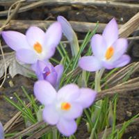 Christine Janis Photo 17 Christine Janis Photo 17