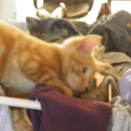 Theresa Hull Photo 16