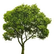 Ann Andrews Photo 39