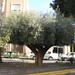 Blanca Montesinos Photo 11