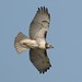 David Hawk Photo 21