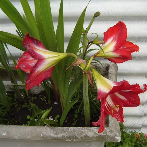 Nancy Cox Photo 13