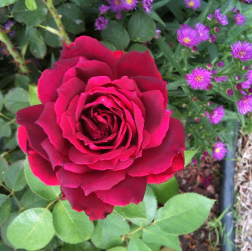 Donna Potter Photo 17