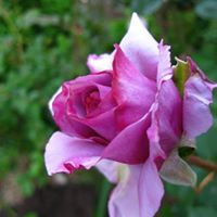 Tina Craig Photo 21