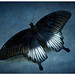 Jason Popp Photo 14