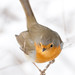 Robin Story Photo 22