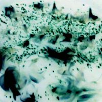 Nicholas Correll Photo 2