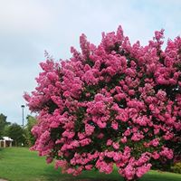 Gail Ford Photo 17
