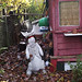 Linda Ward Photo 38