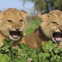 Julie Kravitz Photo 2