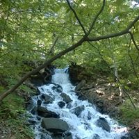 Dawn Parkison Photo 2