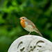 Robin Howlett Photo 15