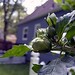 Sharen Rose Photo 11