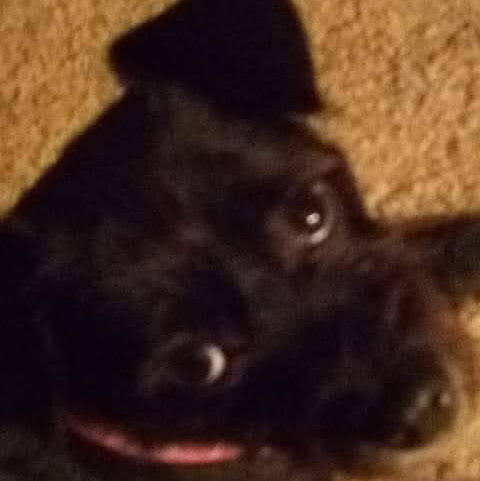 Steve York Photo 10 Steve York Photo 10