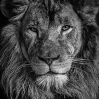 Mark Donahue Photo 41