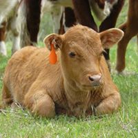 Marty Short Photo 16