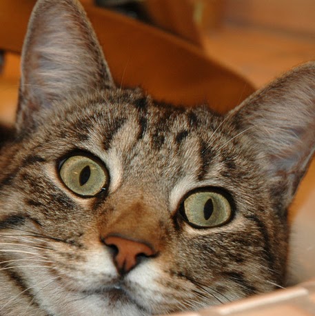 Christian Strong Photo 16