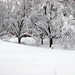 Cynthia Bradford Photo 15