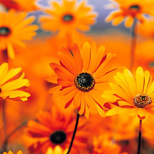 Jennie Jackson Photo 10