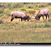 Cynthia Estes Photo 39