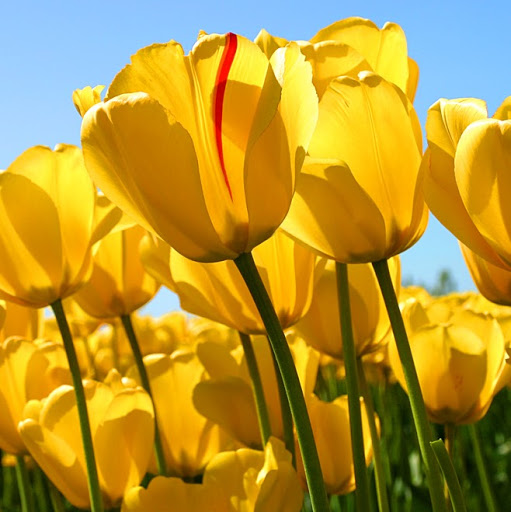 Debra Oliver Photo 36