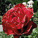 James Kelleher Photo 41